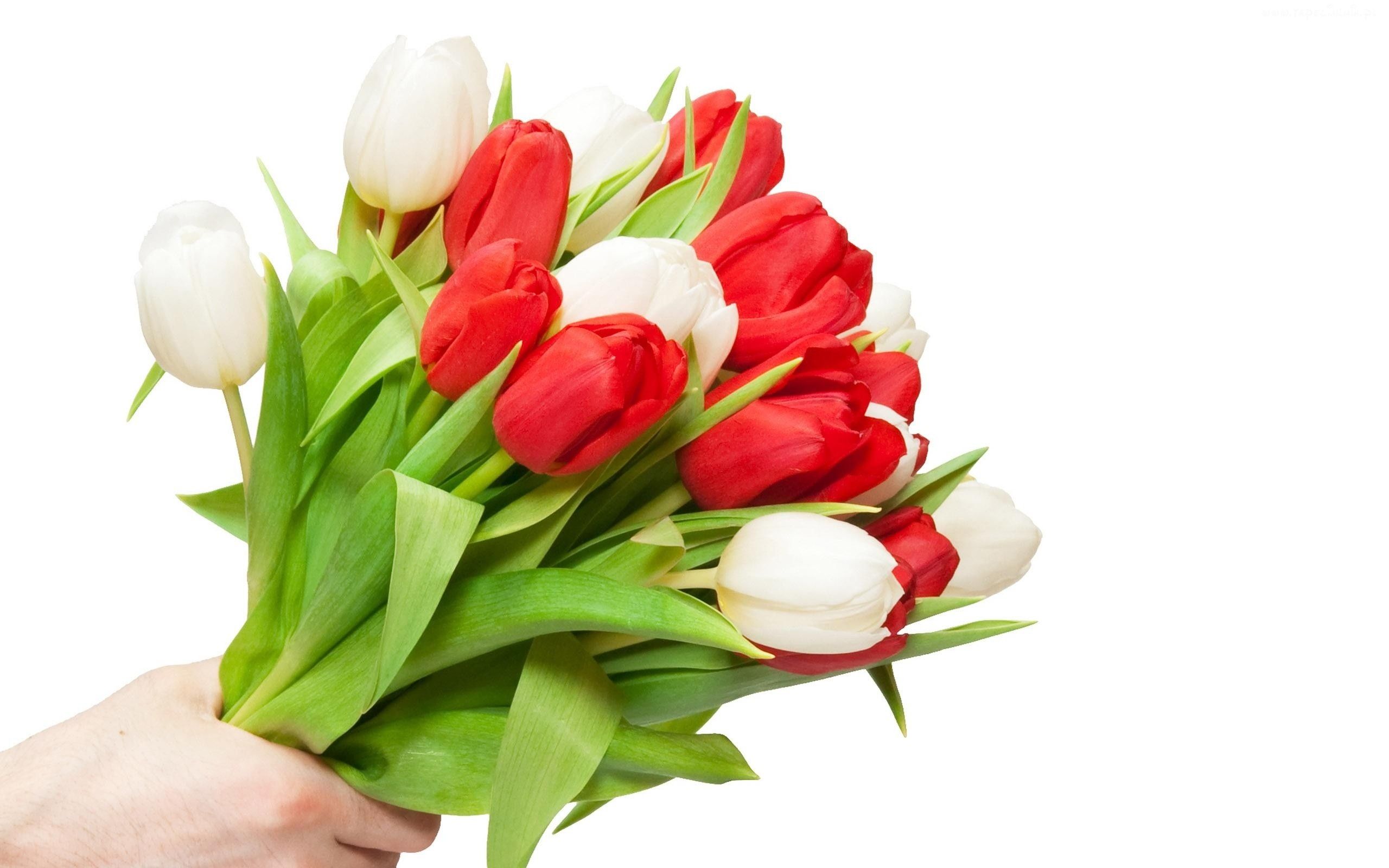 Biało czerwone tulipany